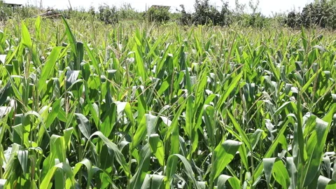 Fresh green maize plants growing in a corn field Stock Footage 340812376