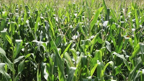 Fresh green maize plants growing in a corn field Stock Footage 340812385