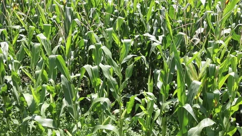 Fresh green maize plants growing in a corn field Stockbeeldmateriaal 340813386
