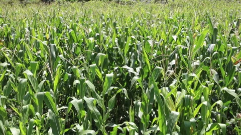 Fresh green maize plants growing in a corn field Stock Footage 340813900