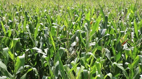 Fresh green maize plants growing in a corn field Stock Footage 340814878