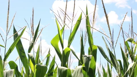 Fresh green maize plants growing in a corn field Stock Footage 340815765