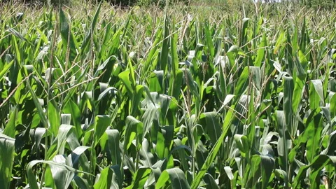 Fresh green maize plants growing in a corn field Stock Footage 340820953