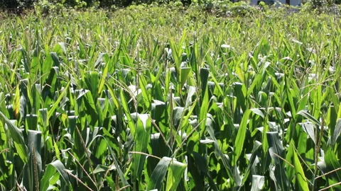 Fresh green maize plants growing in a corn field Stock Footage 340821231