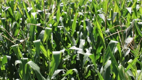 Fresh green maize plants growing in a corn field Stock Footage 340821391