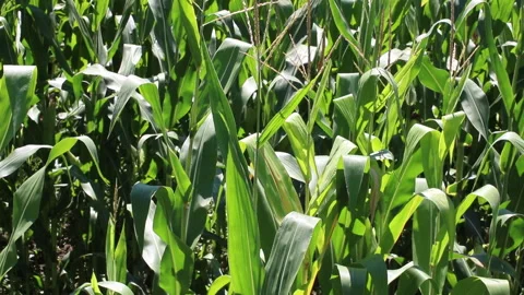 Fresh green maize plants growing in a corn field Stock Footage 340821557