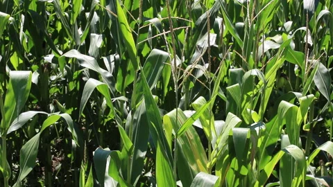 Fresh green maize plants growing in a corn field Stock Footage 340822130