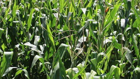 Fresh green maize plants growing in a corn field Stock Footage 340822731