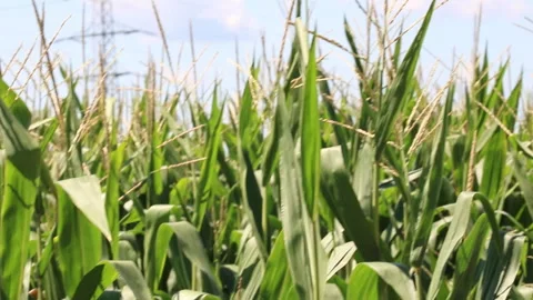Fresh green maize plants growing in a corn field Stock Footage 340823819