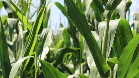 Fresh green maize plants growing in a corn field Stock Footage 340823854