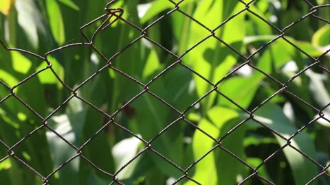 Fresh green maize plants growing in a corn field Stock Footage 340824485