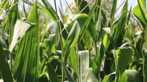 Fresh green maize plants growing in a corn field Stock Footage 340824506
