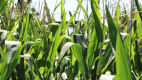 Fresh green maize plants growing in a corn field Stockbeeldmateriaal 340824818