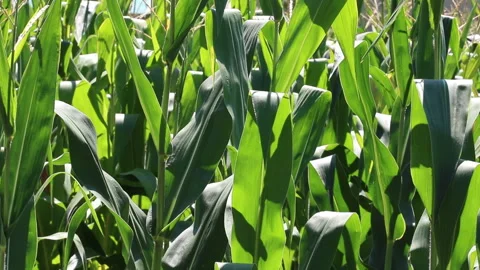 Fresh green maize plants growing in a corn field Stockbeeldmateriaal 340824822