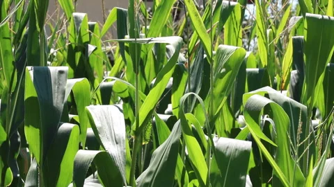Fresh green maize plants growing in a corn field Stock Footage 340825069