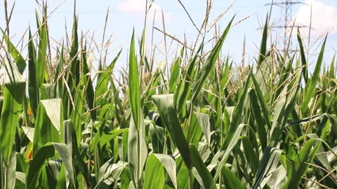 Fresh green maize plants growing in a corn field Stock Footage 340825543
