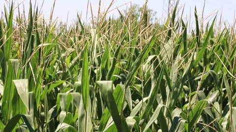Fresh green maize plants growing in a corn field Stock Footage 340826024