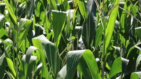 Fresh green maize plants growing in a corn field Stock Footage 340826747
