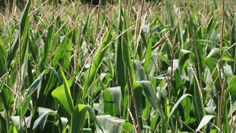 Fresh green maize plants growing in a corn field Stock Footage 340827153