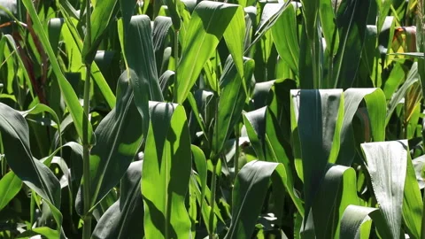 Fresh green maize plants growing in a corn field Stock Footage 340827455