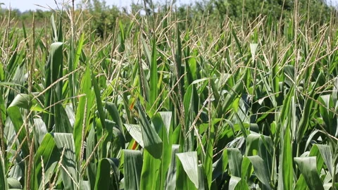 Fresh green maize plants growing in a corn field Stock Footage 340827522