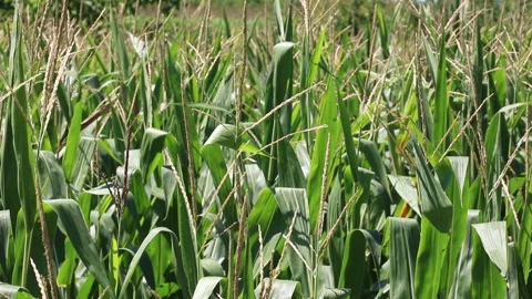 Fresh green maize plants growing in a corn field Stock Footage 340827667
