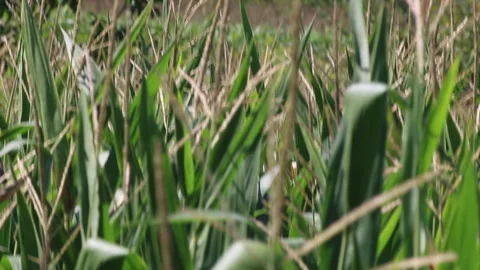 Fresh green maize plants growing in a corn field Stock Footage 340827748