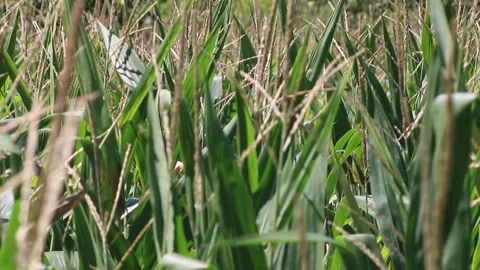 Fresh green maize plants growing in a corn field Stock Footage 340827902