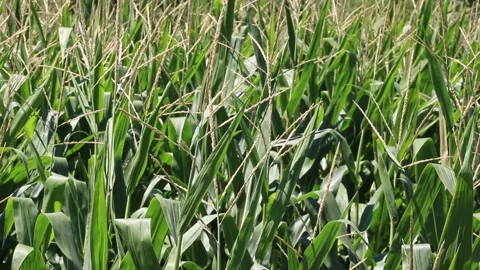 Fresh green maize plants growing in a corn field Stock Footage 340828010