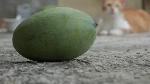 Fresh Green Mango on Concrete with a Relaxed Cat Blurred in the Background Stock Footage 341868748