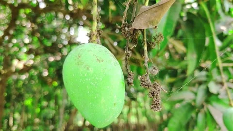Fresh Green Mango Hanging on Tree Branch in Natural Garden, Close-Up of Raw.. Stock Footage 333386262