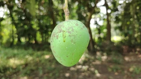 Fresh Green Mango Hanging on Tree Branch in Natural Garden, Close-Up of Raw.. Stock Footage 333386278