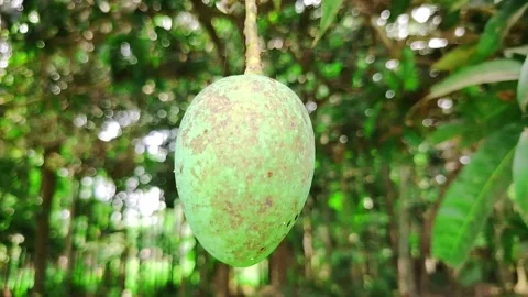 Fresh Green Mango Hanging on Tree Branch in Natural Garden, Close-Up of Raw.. Stock Footage 333386533