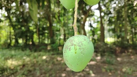 Fresh Green Mango Hanging on Tree Branch in Natural Garden, Close-Up of Raw.. Stock Footage 333386615