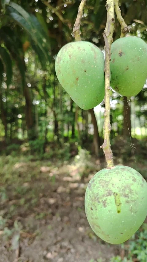 Fresh Green Mango Hanging on Tree Branch in Natural Garden, Close-Up of Raw.. Stock Footage 333386791