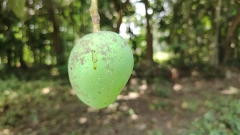 Fresh Green Mango Hanging on Tree Branch in Natural Garden, Close-Up of Raw.. Stock Footage 333386802