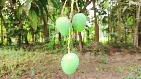 Fresh Green Mango Hanging on Tree Branch in Natural Garden, Close-Up of Raw.. Stock Footage 333386826