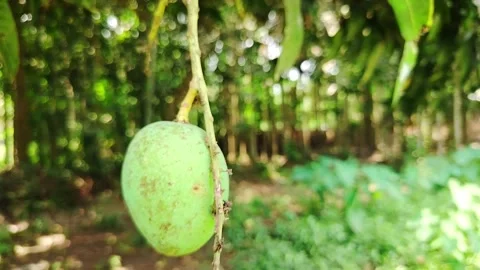 Fresh Green Mango Hanging on Tree Branch in Natural Garden, Close-Up of Raw.. Stock Footage 333386856