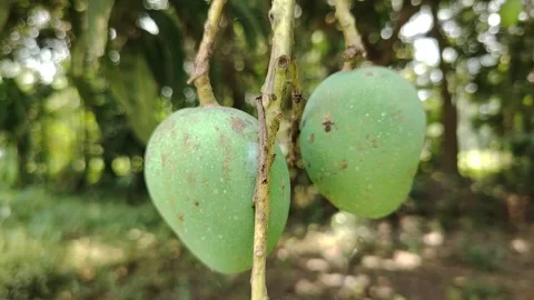 Fresh Green Mango Hanging on Tree Branch in Natural Garden, Close-Up of Raw.. Stock Footage 333386879