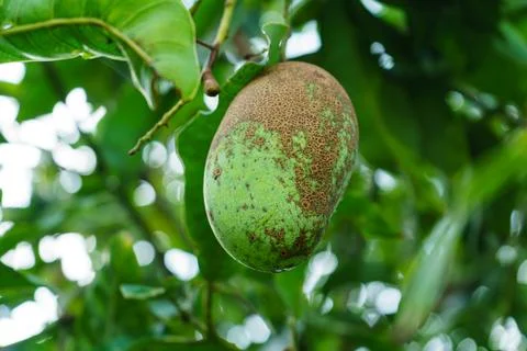 Fresh green mango hanging on the tree Stock Photos