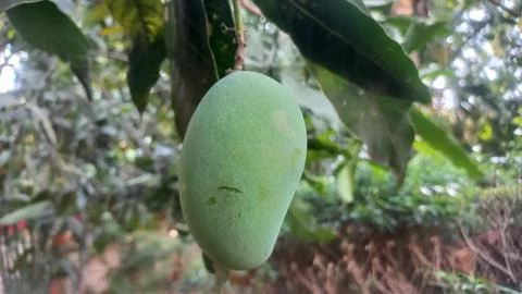 Fresh green Mango hanging on the tree Stock Photos