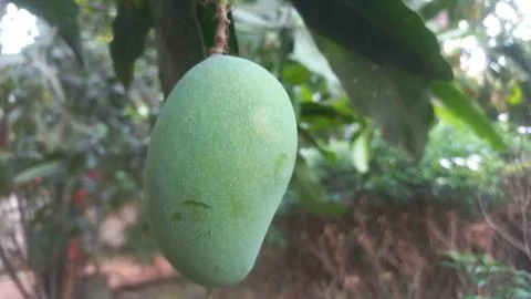 Fresh green Mango hanging on the tree Stock Photos