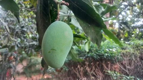 Fresh green Mango hanging on the tree Stock Photos