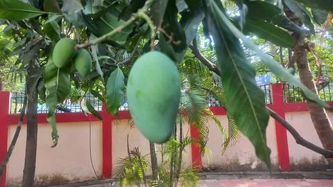 Fresh green Mango hanging on the tree Stock Photos