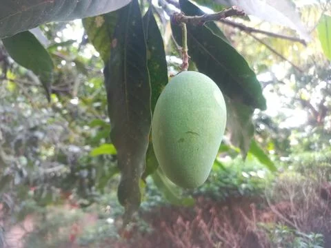 Fresh green Mango hanging on the tree Stock Photos