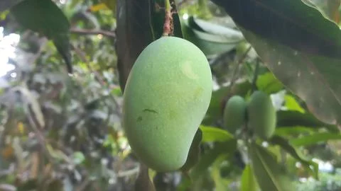 Fresh green Mango hanging on the tree Stock Photos
