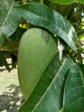 Fresh green mango hanging on the tree Stock Photos
