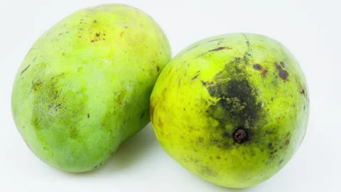 Fresh Green Mango Just Picked from the Tree Stock Footage 325345457