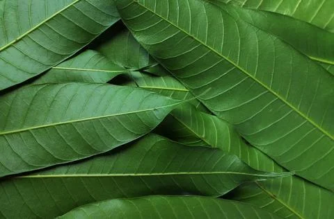 Fresh green mango leaf texture for background.mango tree from thailand Stock Photos