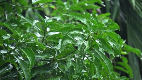 Fresh Green Mango Leaves Covered with Rain Drops in Monsoon. Stock Footage 338030381